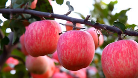 山东 沂源 富硒 苹果 沂源红