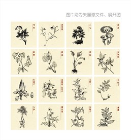 常用中草药矢量展开图