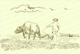 耕地  牛 老   手绘插画