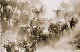 抽象奔跑的犀牛