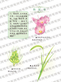 狗尾巴草和介绍