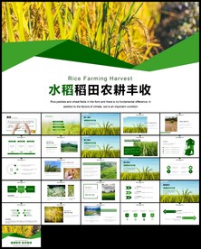 唯美有机杂交水稻种植PPT