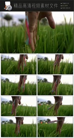 新农村农业建设播种视频素材