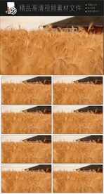 新农村农业建设播种视频素材