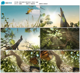 幼苗长成参天大树 舞台背景视频