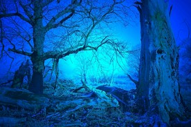 森林树木树枝场景制作