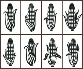 矢量玉米