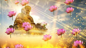 来生愿做一朵莲魏新雨歌曲