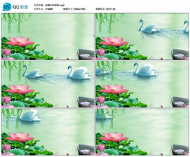 咏鹅江南水乡荷塘 舞台背景视频