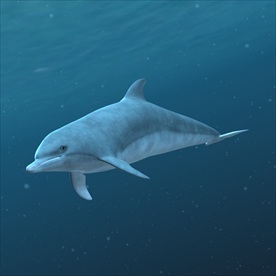 海豚3d模型含c4d