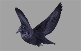 乌鸦绑定动作模型含c4d