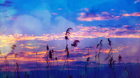 《芦花》配乐成品歌曲背景