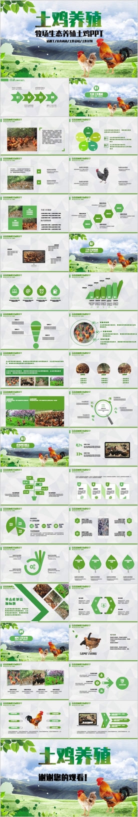 牧畜牧场生态养殖土鸡PPT