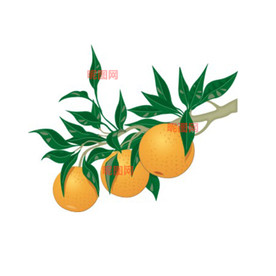 柑橘小青柑树枝叶子CDR矢量图