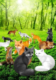 白狐黄狐黑狐狐仙狐狸精