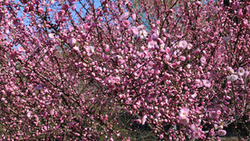 春风中盛开的桃花