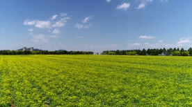 高清航拍油菜花开