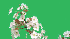 绿屏梨花素材