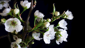 梨花开放延时素材