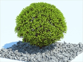 黄杨树球3D模型