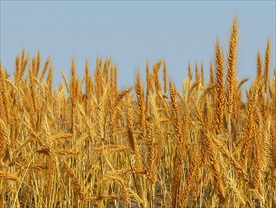 小麦麦田3D模型