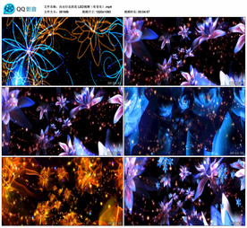 自由行走的花 唯美花朵背景视频