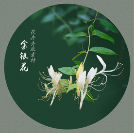 金银花