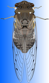蝉 ai 矢量图 动物世界