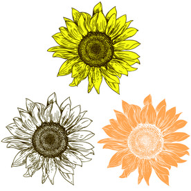 卡通向日葵图案