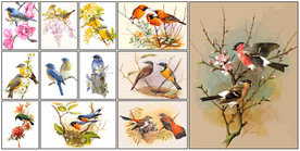 矢量鸟类彩绘系列