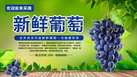 葡萄海报