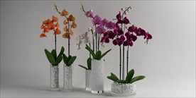 蝴蝶兰花瓶模型