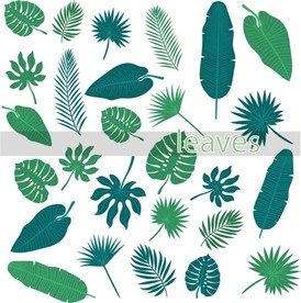 叶子 树叶 花叶 春天 热带