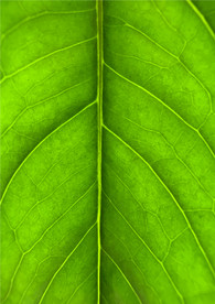 树叶 绿叶 叶子肌理 纹理