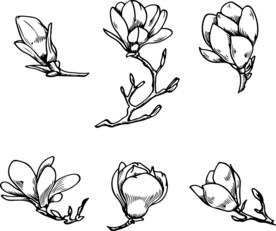 高清矢量花骨朵速写插画素材