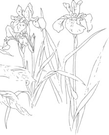 速写花朵矢量素材高清