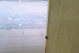 视频凳子上迷惘爬动的瓢虫