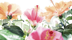 背景墙图片花朵