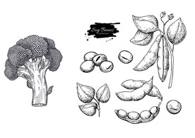 毛豆西兰花素描