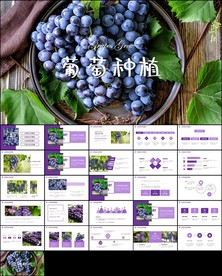 巨峰葡萄采摘园种植产业ppt