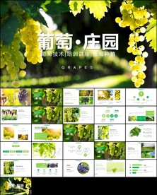 葡萄采摘葡萄园种植产业ppt