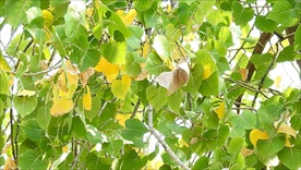 绿色银杏叶视频