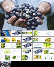 葡萄采摘葡萄园种植产业PPT