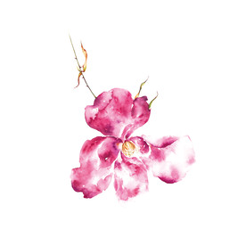 水彩花