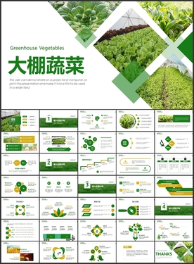 大棚蔬菜PPT