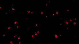 4K玫瑰花瓣元素带透明度通道