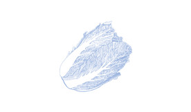 手绘白菜矢量图