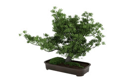 榕树盆栽3d模型