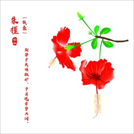 扶桑花