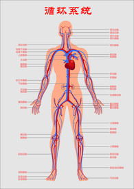 人体循环系统示意图